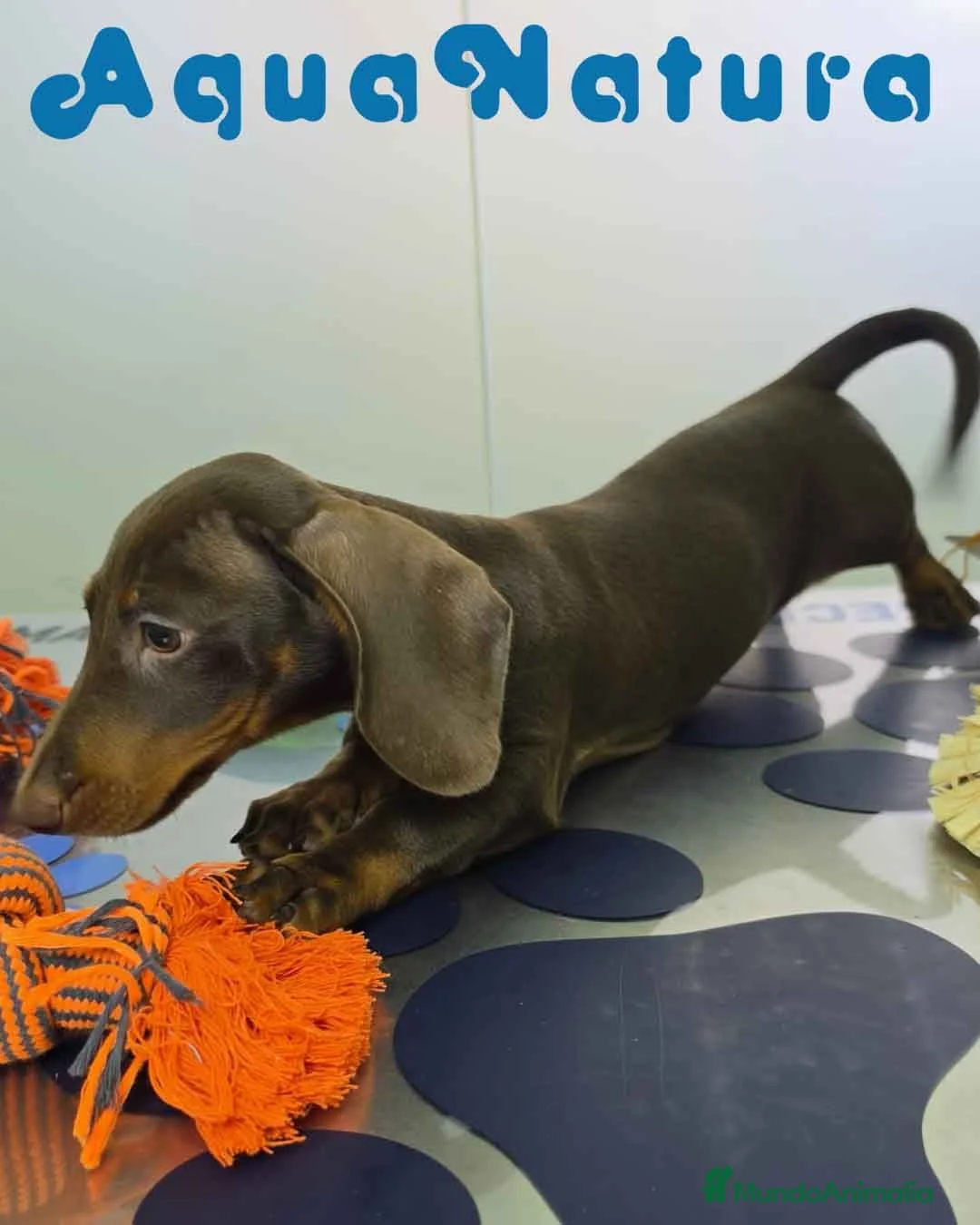 Teckel Miniatura perros en venta: Teckel Hembra DCD 4870 AQUANATURA - Anuncio 9