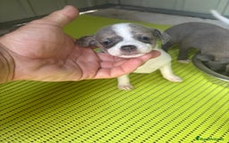 Chihuahua perros en venta: Chihuahua cabeza venado  - Imagen 1