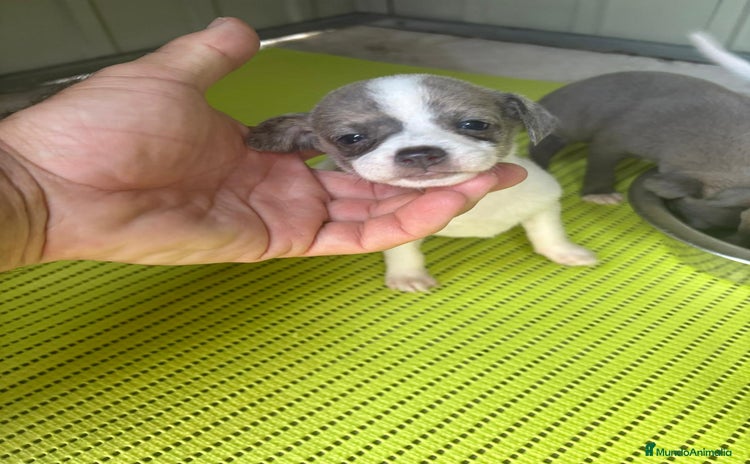 Chihuahua perros - Anuncio 3