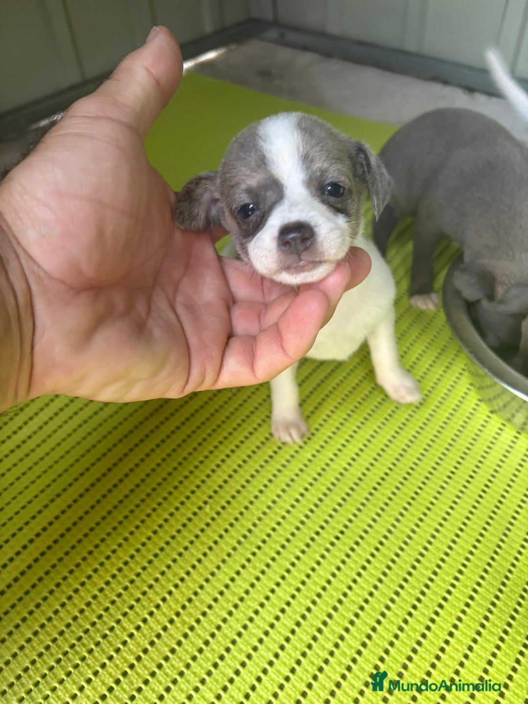 Chihuahua perros en venta: Chihuahua cabeza venado  - Imagen 1