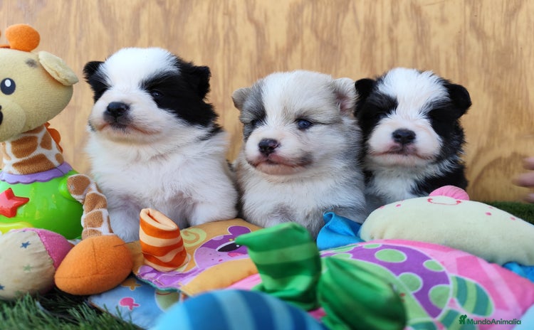 Raza Mixta perros - Anuncio 13