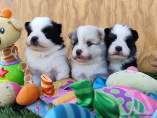 Raza Mixta perros - Anuncio 10