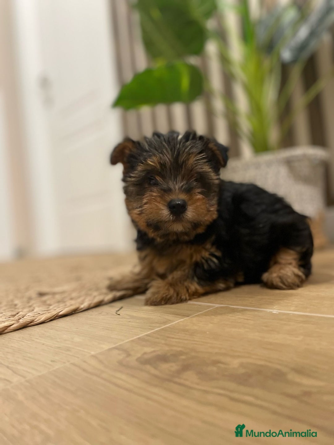 Yorkshire Terrier perros en venta: yorkshire - Anuncio 1