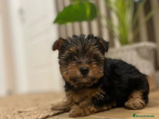 Yorkshire Terrier perros yorkshire - Anuncio 1