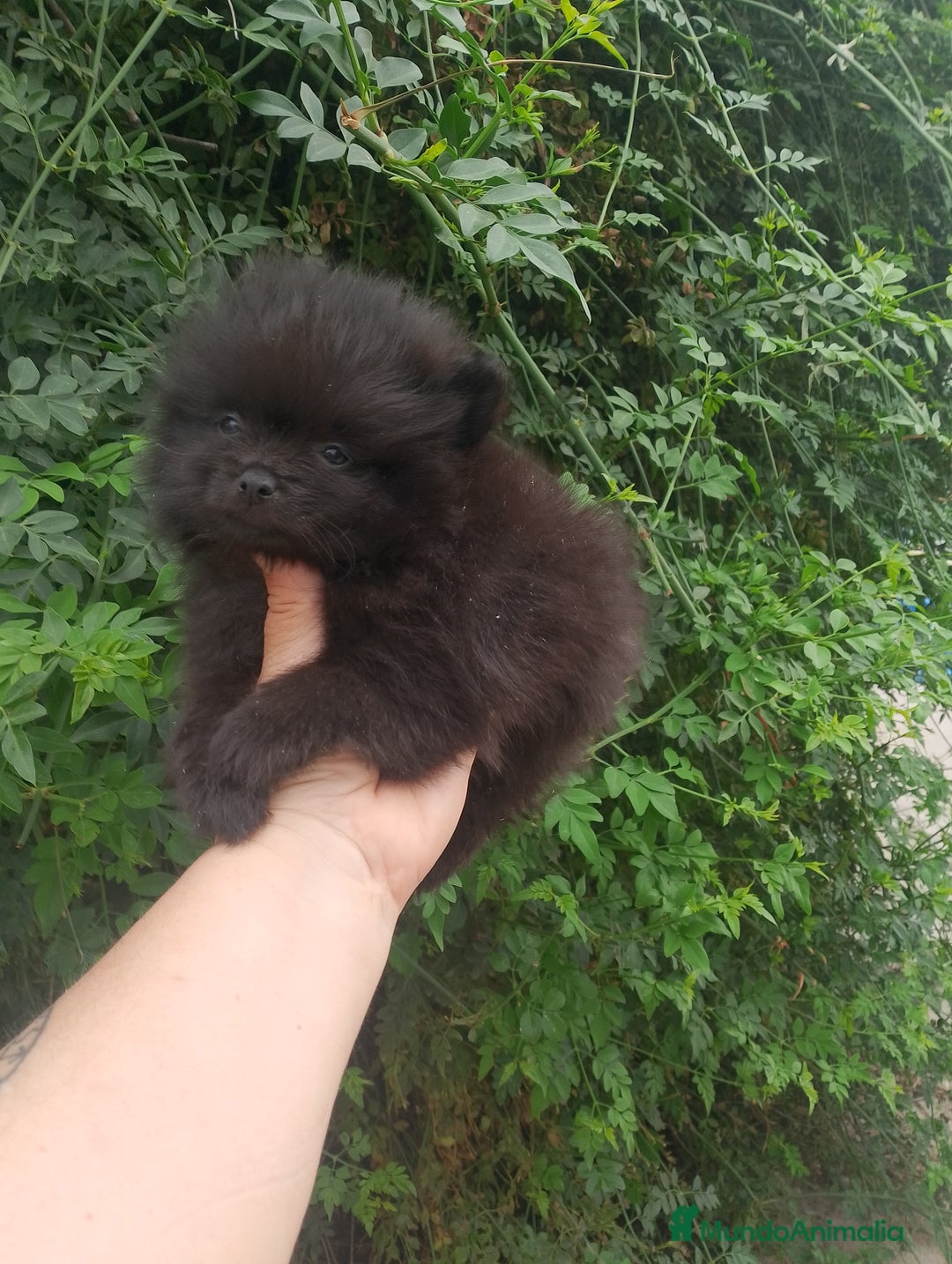 Pomerania perros en venta: negros entero hembra 2 y un macho black tang en Madrid - Imagen 2