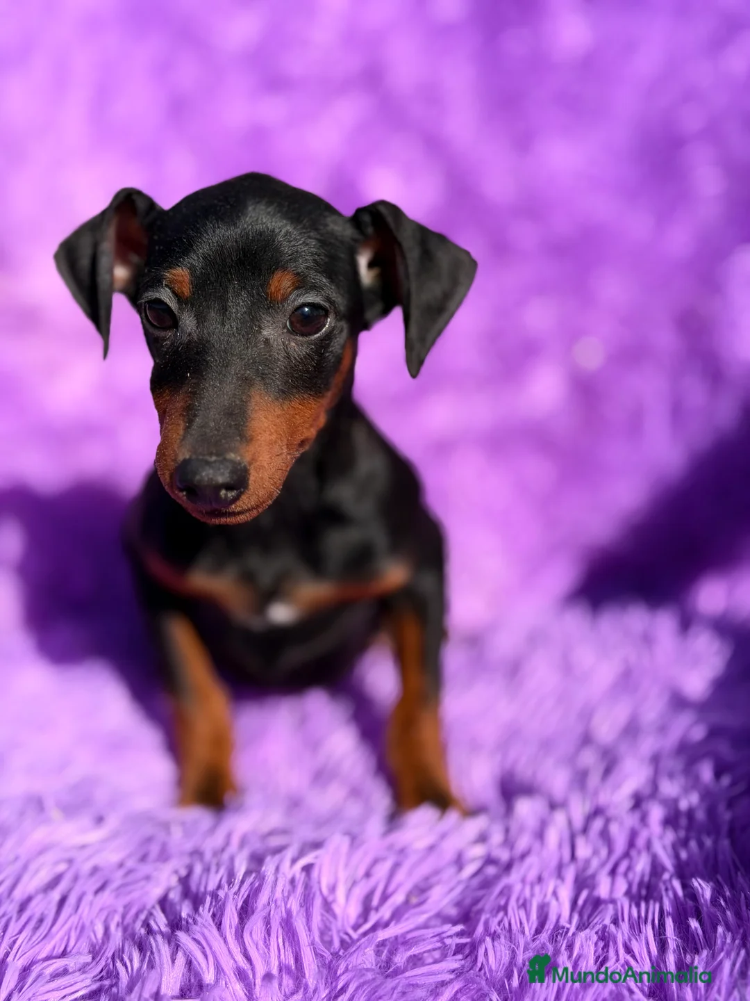 Pinscher Miniatura perros en venta: Minipincher hembra  - Anuncio 7