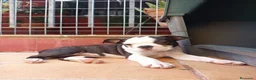 Boston Terrier perros en venta: Preciosos Boston Terrier  - Anuncio 1