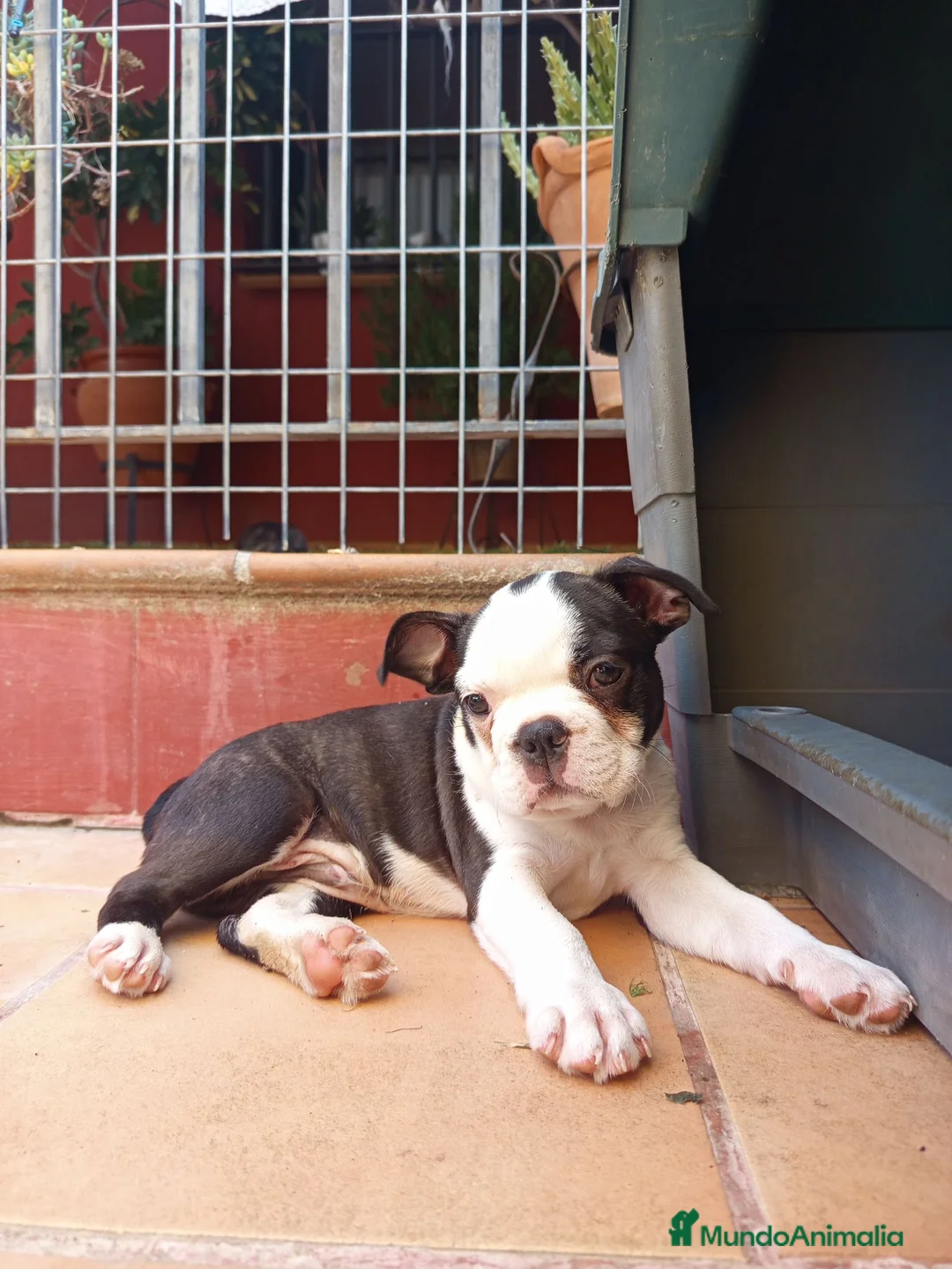 Boston Terrier perros en venta: Preciosos Boston Terrier  - Anuncio 1