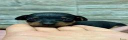 Ratón de Praga perros en venta: Raton de Praga - Anuncio 8