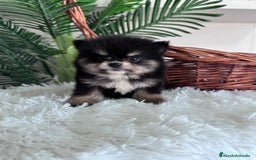 Pomerania perros en venta: POMERANIA HEMBRA - Imagen 14