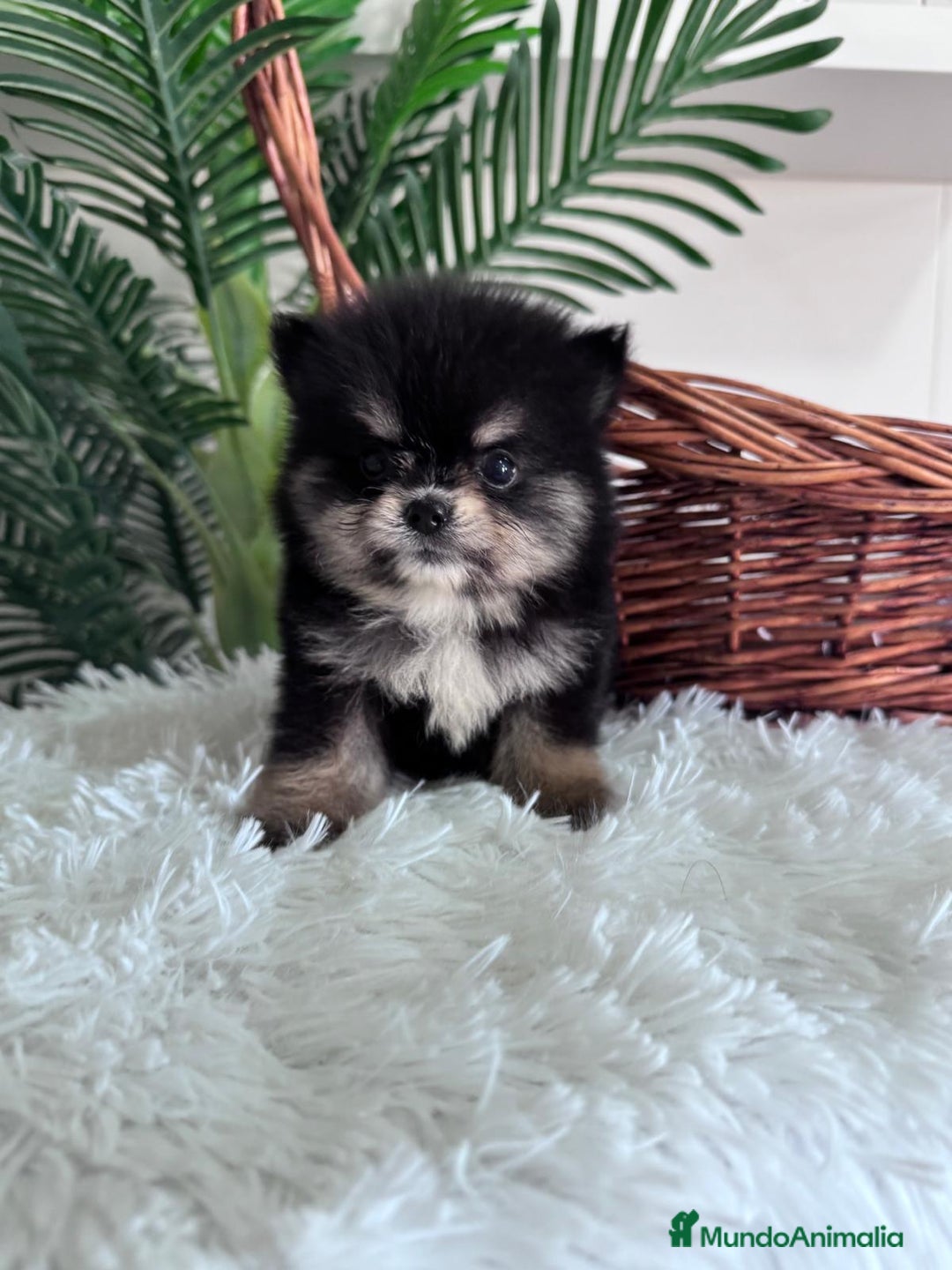 Pomerania perros en venta: POMERANIA HEMBRA - Imagen 14