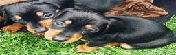 Teckel perros en venta: LA MEJOR SELECCIÓN DE DACHSHUND DE ESPAÑA !!!! en Badajoz - Anuncio 2