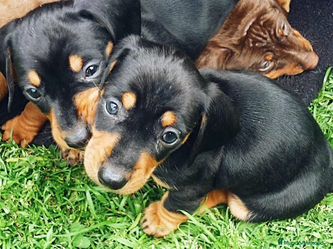 Teckel perros en venta: LA MEJOR SELECCIÓN DE DACHSHUND DE ESPAÑA !!!! en Badajoz - Anuncio 2