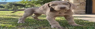 Weimaraner 3