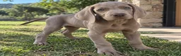Weimaraner perros en venta: WEIMARANER - Anuncio 4