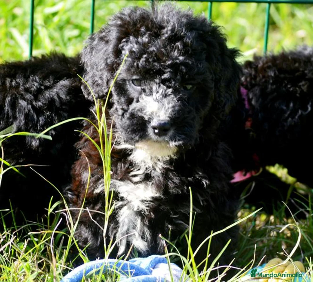 Perro de Agua Español perros en venta: CACHORRO PERRO DE AGUA ESPAÑOL  - Anuncio 29