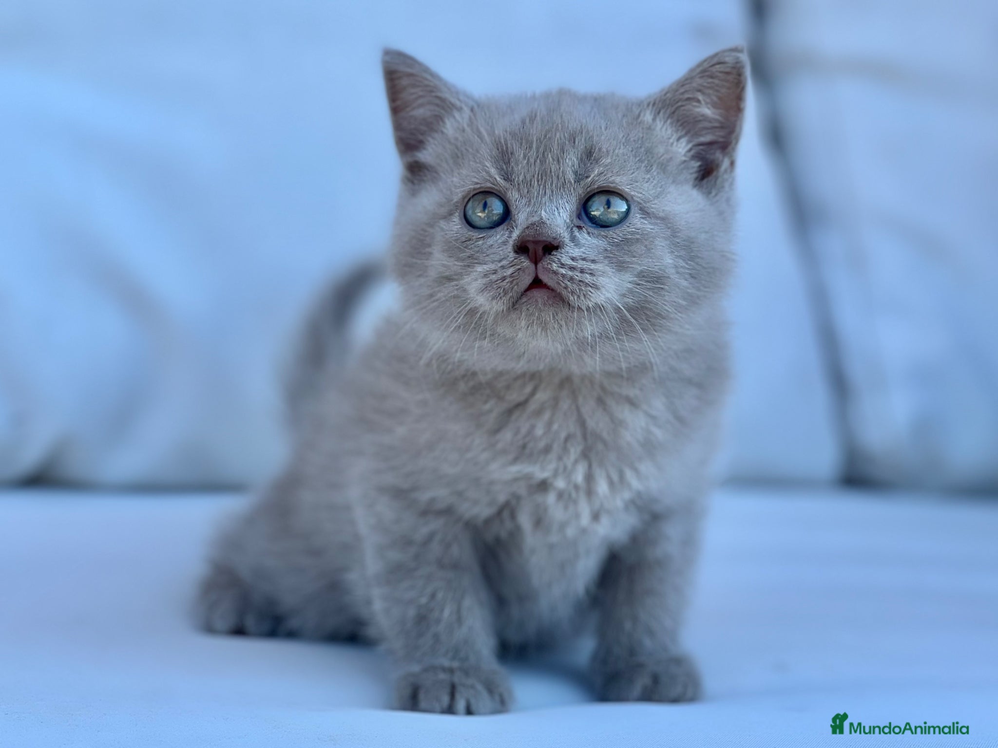 Británico de Pelo Corto gatos THELUXEKITTENS BRITISH SHORTHAIR LILAC  - Anuncio 10