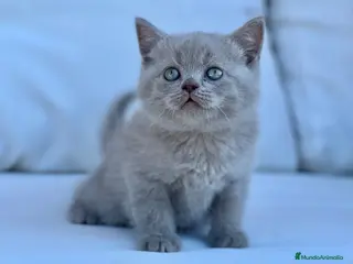 Británico de Pelo Corto gatos THELUXEKITTENS BRITISH SHORTHAIR LILAC - Anuncio 10