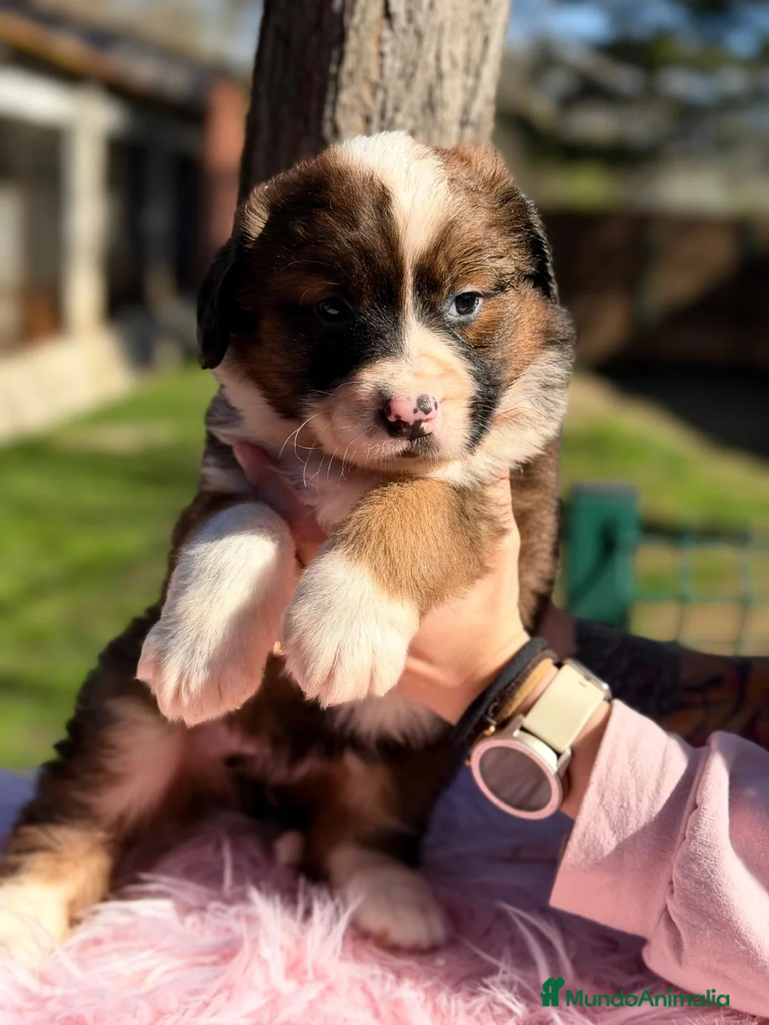 Raza Mixta perros en venta: CAMADA SAINT BERNESSE HEMBRAS - Anuncio 4