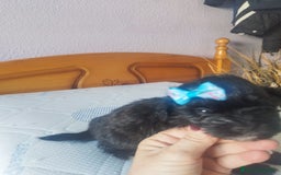 Maltipoo perros en venta: MALTIPOO MACHO CALIDAD Y SELECCIÓN  - Imagen 3