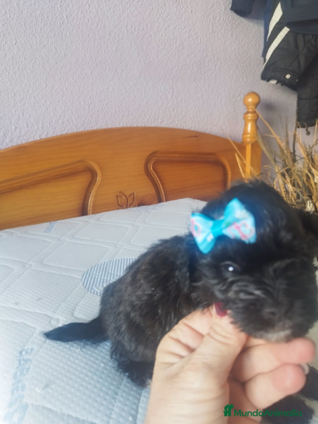 Maltipoo perros en venta: MALTIPOO MACHO CALIDAD Y SELECCIÓN  - Imagen 3