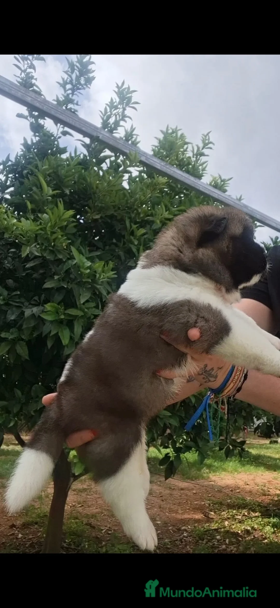 Akita Americano perros en venta: Akita Inu Americano  - Anuncio 9