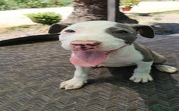 American Staffordshire-Terrier perros en venta: American estanford  - Imagen 1