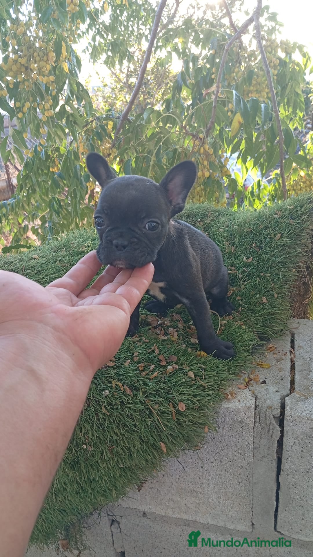 Bulldog Francés perros en venta: Bulldog francés  - Imagen 6
