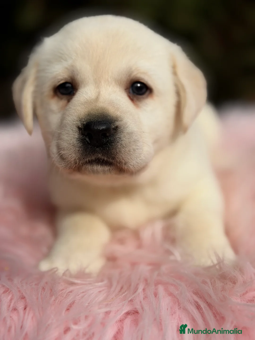 Labrador Retriever perros en venta: Labradora amarilla  - Anuncio 1