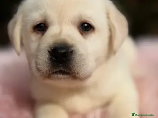 Labrador Retriever perros Labradora amarilla - Anuncio 14