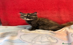 Británico de Pelo Largo gatos en venta: Preciosa gatita tortuga negra - Imagen 7