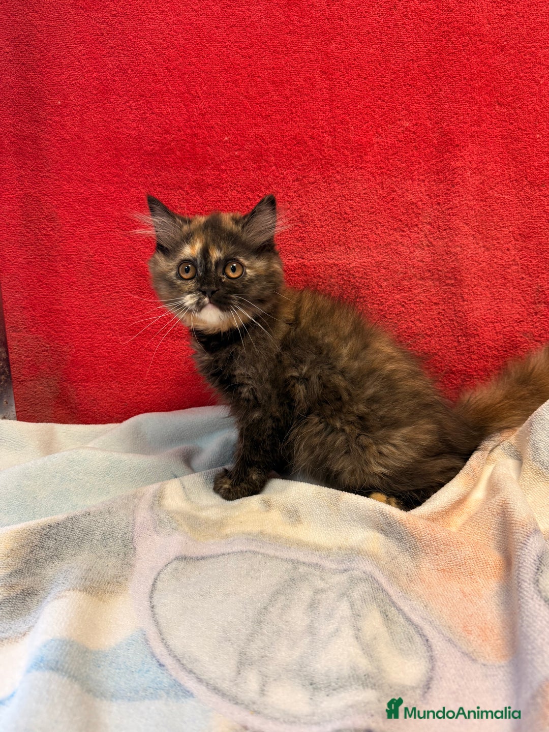 Británico de Pelo Largo gatos en venta: Preciosa gatita tortuga negra - Imagen 7