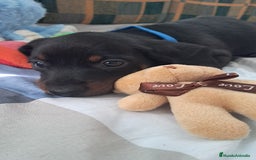 Teckel perros en venta: Bebés Teckel /Perro salchicha  - Imagen 2