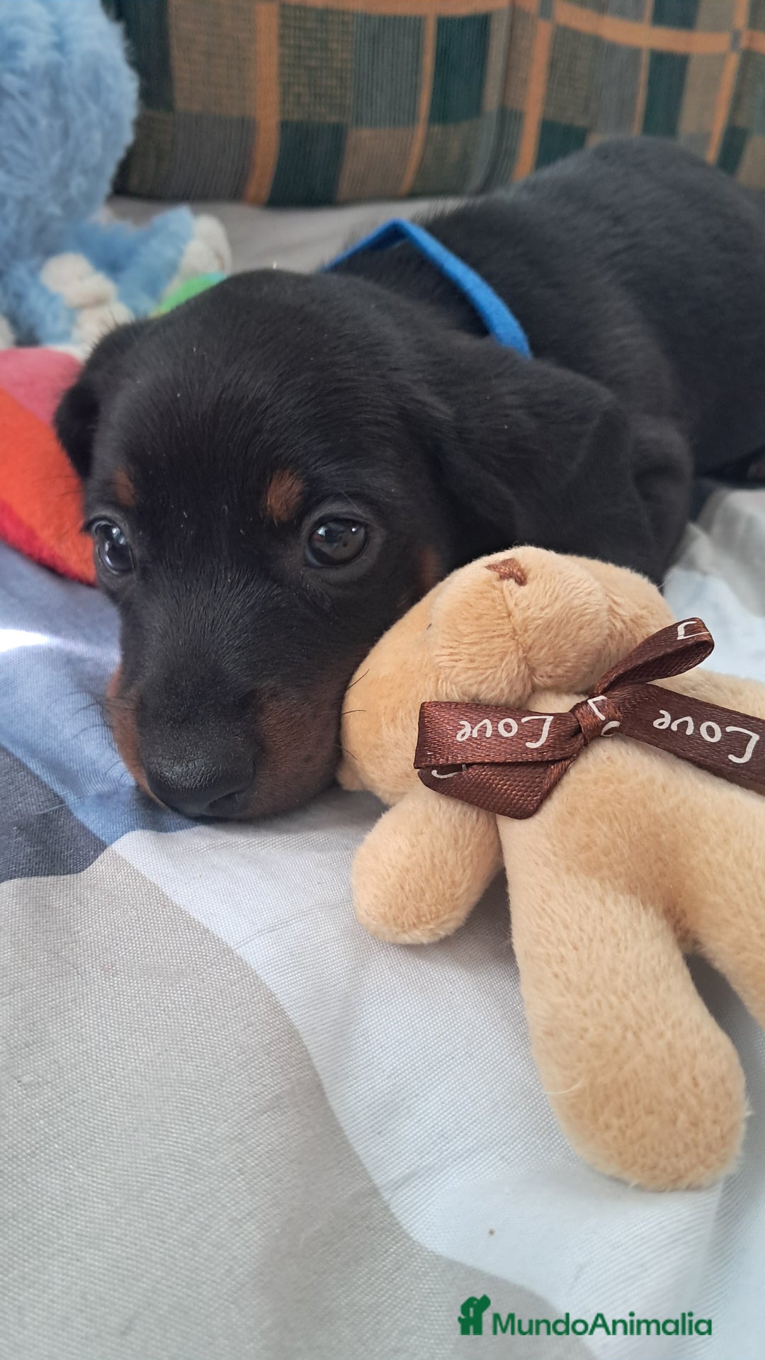 Teckel perros en venta: Bebés Teckel /Perro salchicha  - Imagen 2