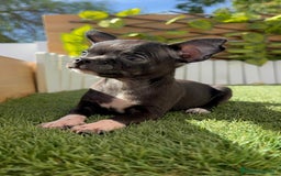 Chihuahua perros en venta: CHIHUAHUA HEMBRA - Imagen 10
