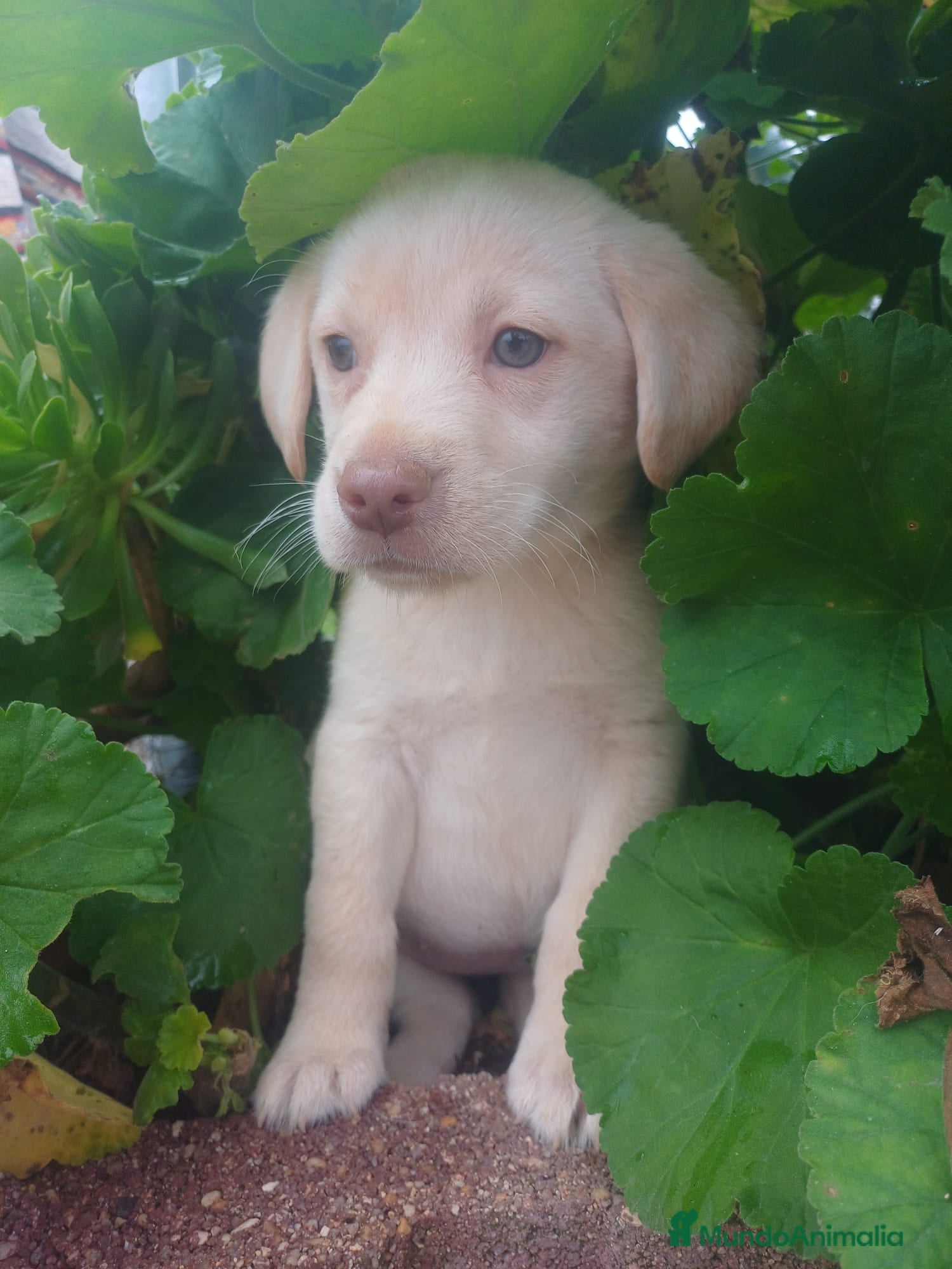 Labrador Retriever perros Labrador retriever hembra disponible  - Anuncio 1