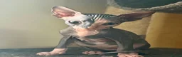Sphynx gatos en venta: Sphyn hembra exclusiva  - Anuncio 1