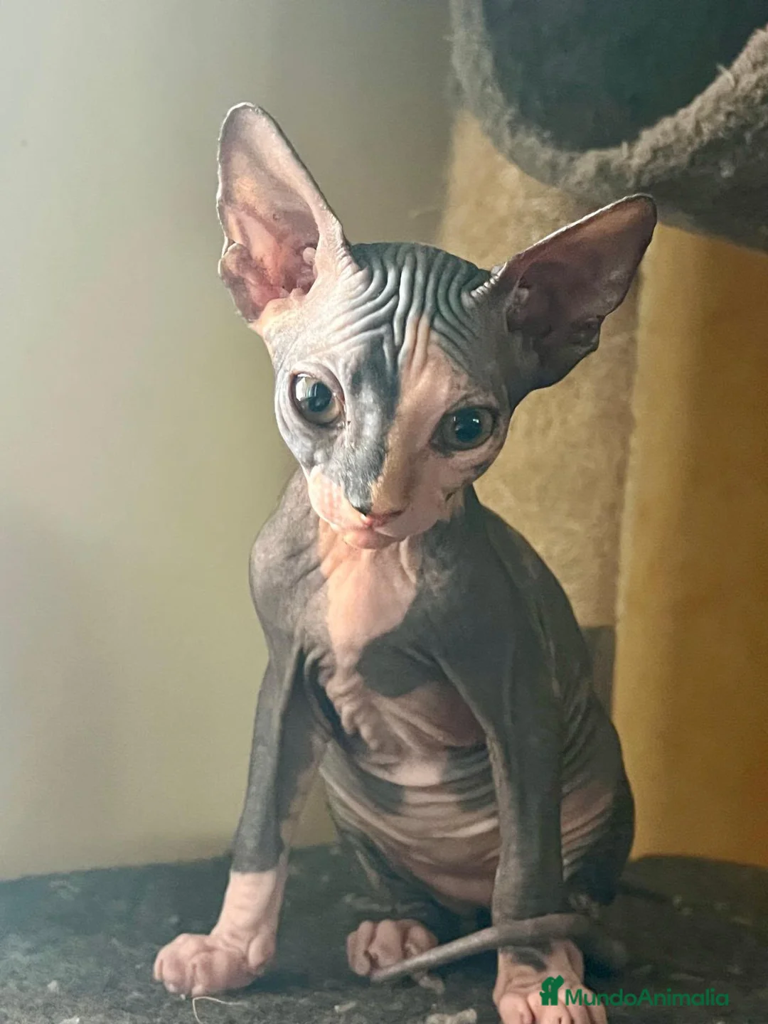 Sphynx gatos en venta: Sphyn hembra exclusiva  - Anuncio 1