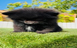 Pomerania perros en venta: POMERANIA HEMBRA - Imagen 11