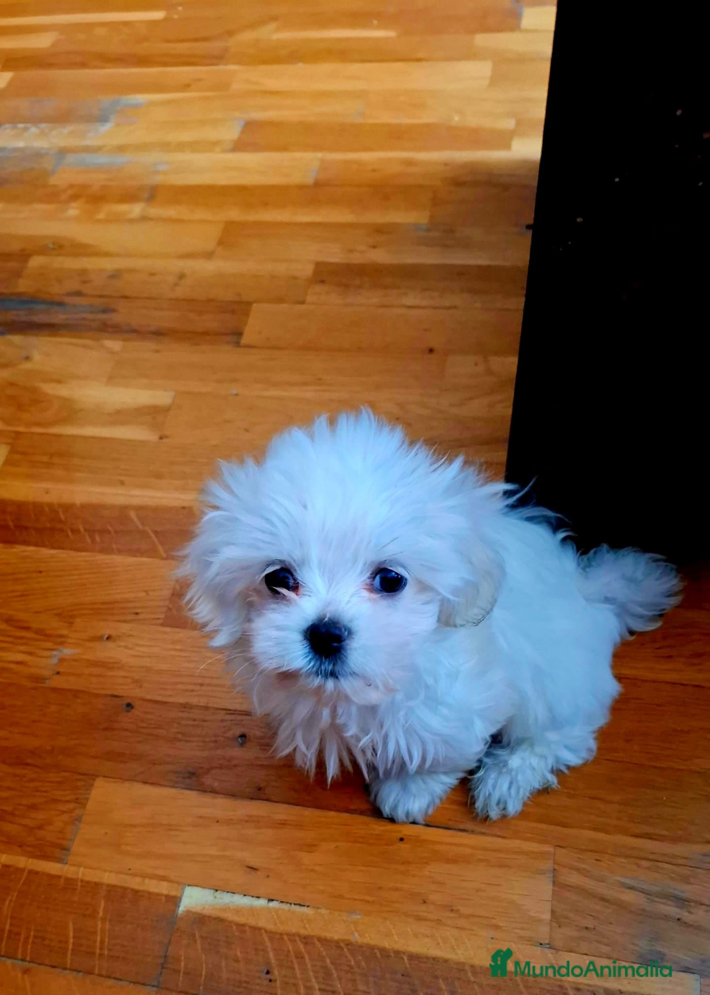 Bichón Maltés perros Bichón Maltés - Anuncio 1