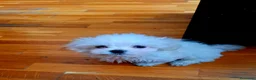 Bichón Maltés perros en venta: Bichón Maltés - Anuncio 1