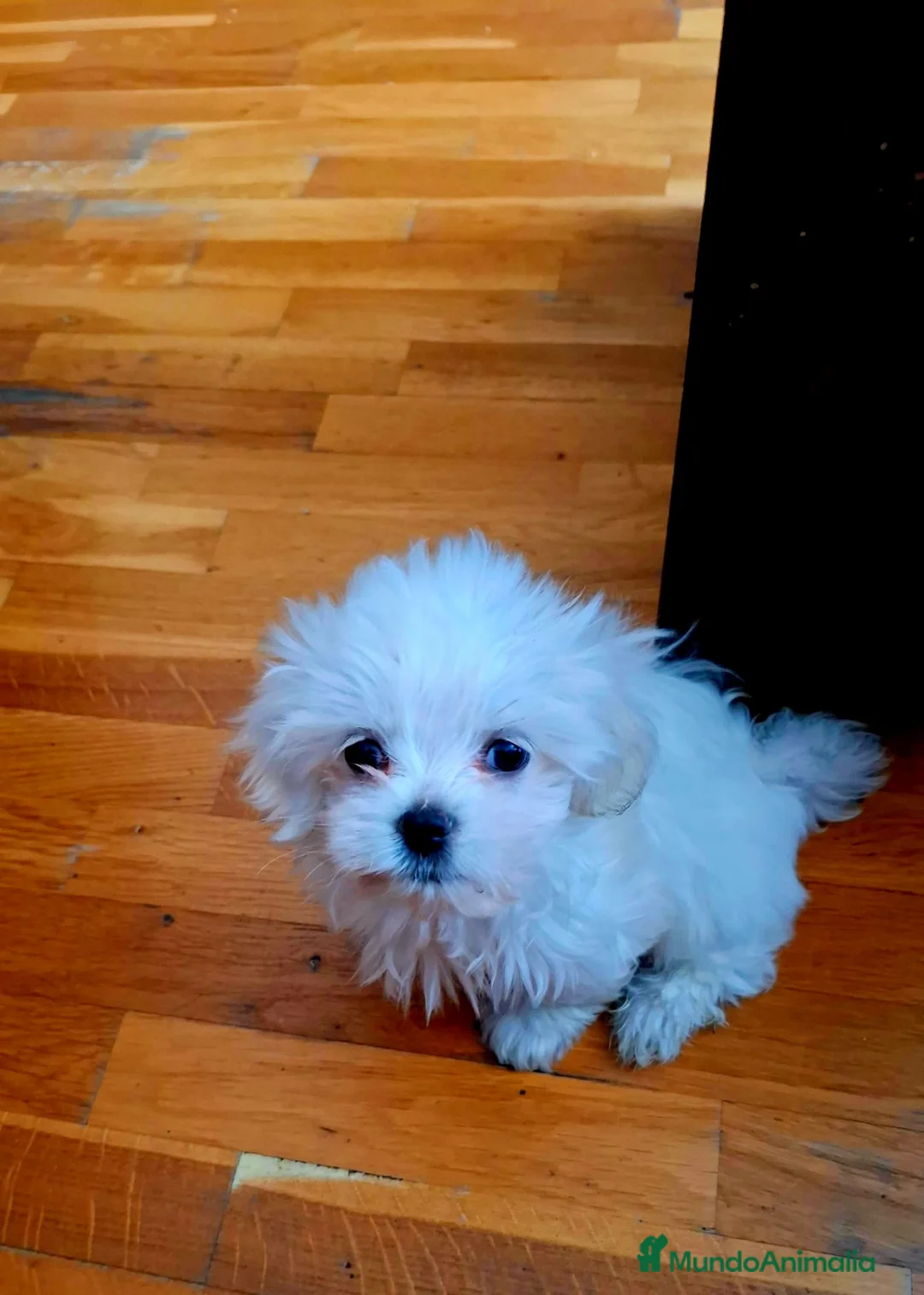 Bichón Maltés perros en venta: Bichón Maltés - Anuncio 1