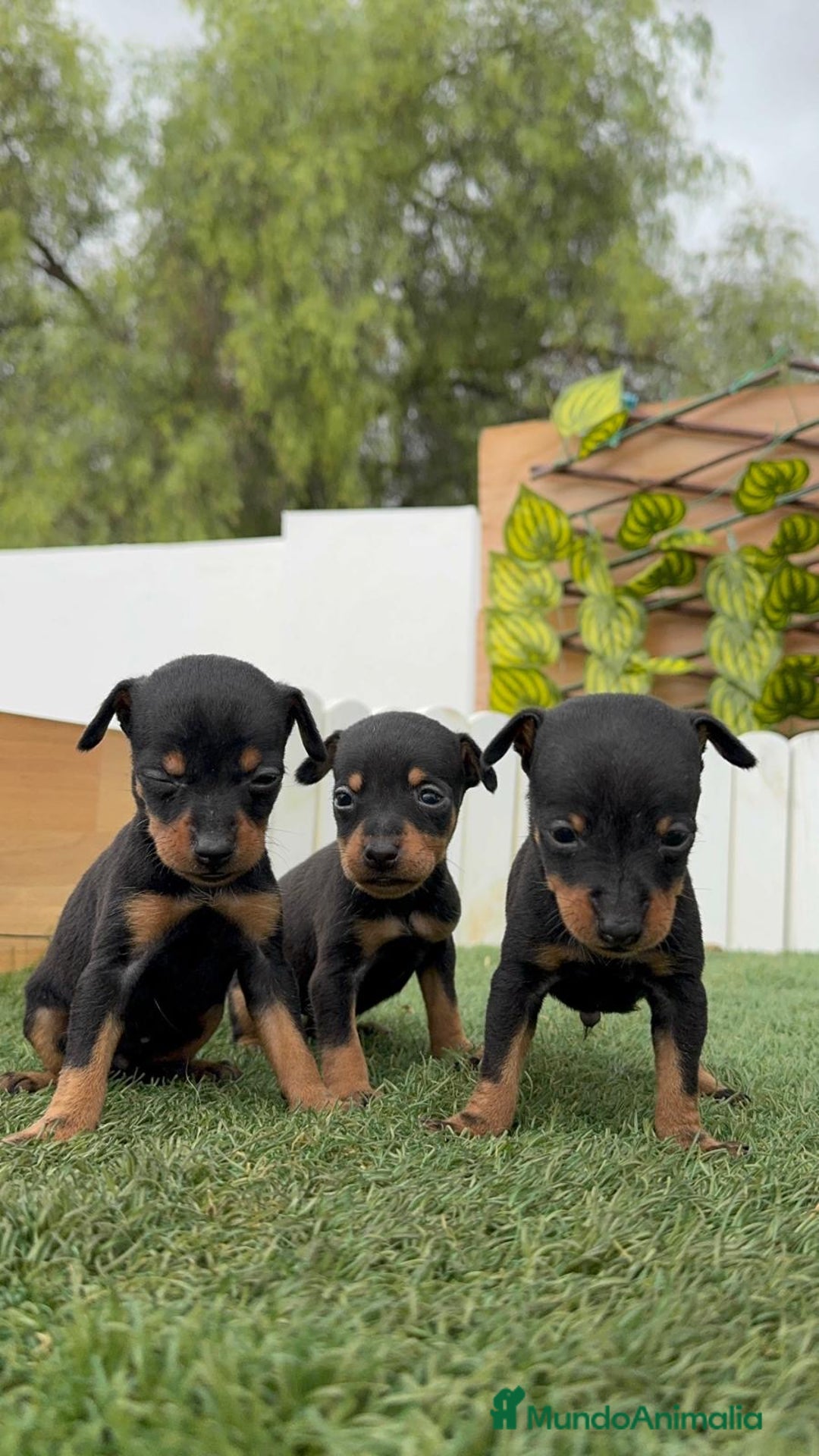 Pinscher Miniatura perros en venta: PINSCHER MINIATURA HEMBRAS - Imagen 14