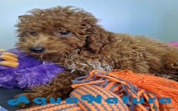 Caniche Enano perros en venta: Caniche Macho CJJM 4455 AQUANATURA - Imagen 6
