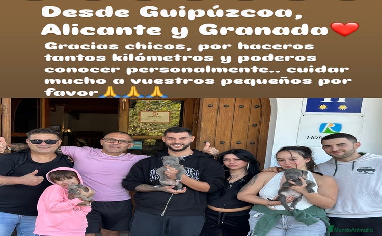 American Staffordshire-Terrier perros - Anuncio 2