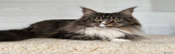 Maine Coon gatos en venta: Gatitos Maine Coon - Anuncio 4