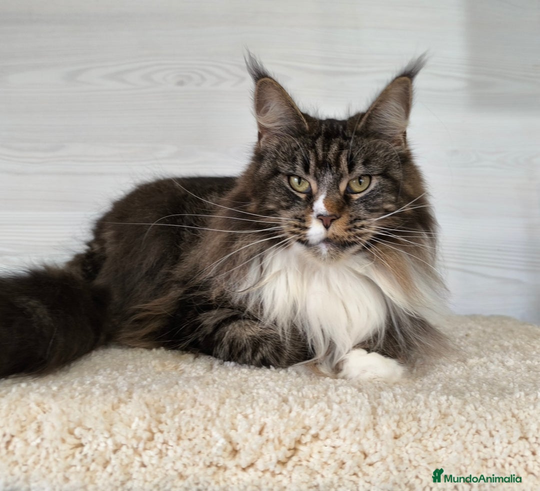 Maine Coon gatos en venta: Gatitos Maine Coon - Anuncio 4