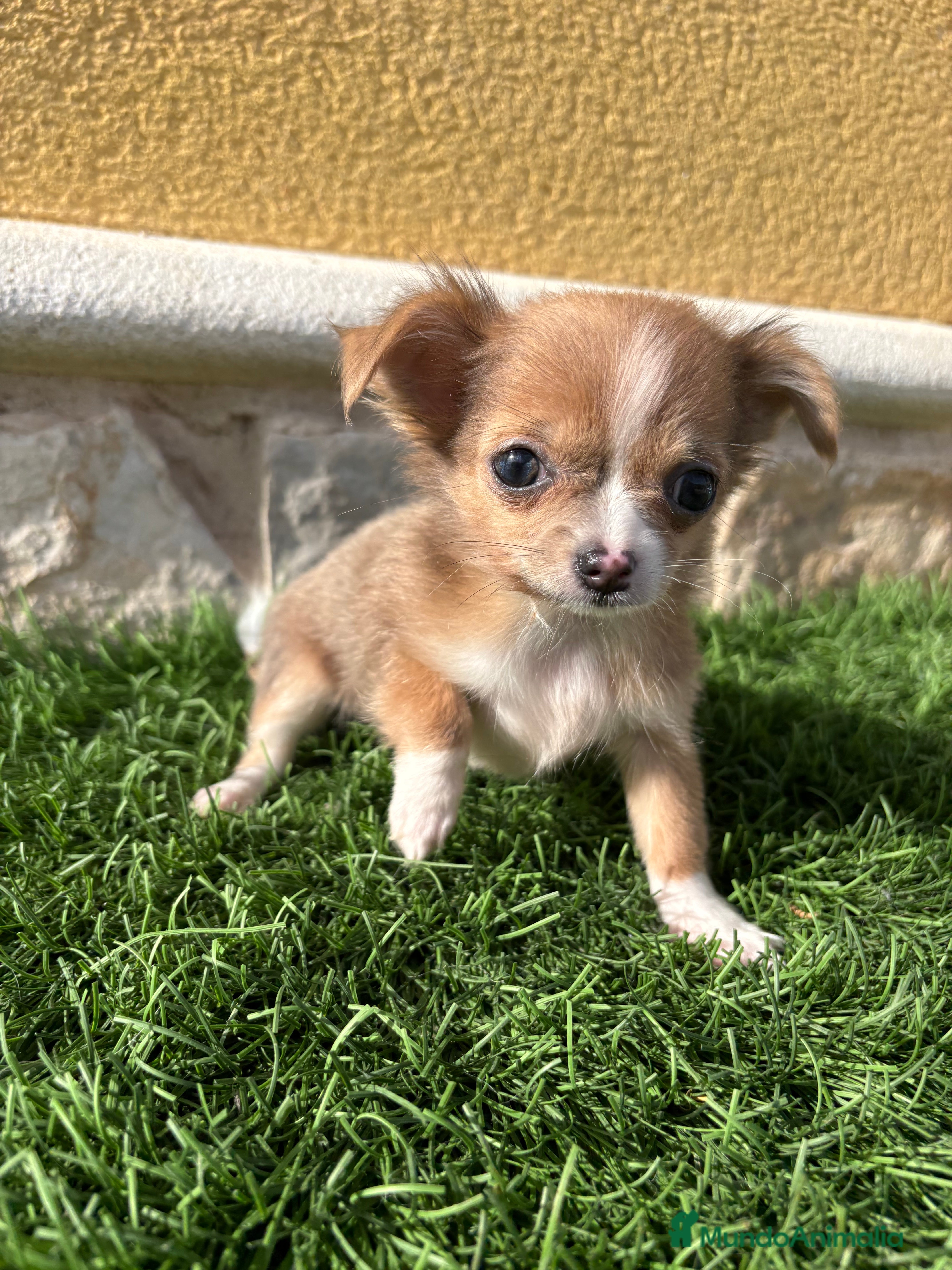 Chihuahua perros Chihuahua mini Toy pelo largo chocolate - Anuncio 2