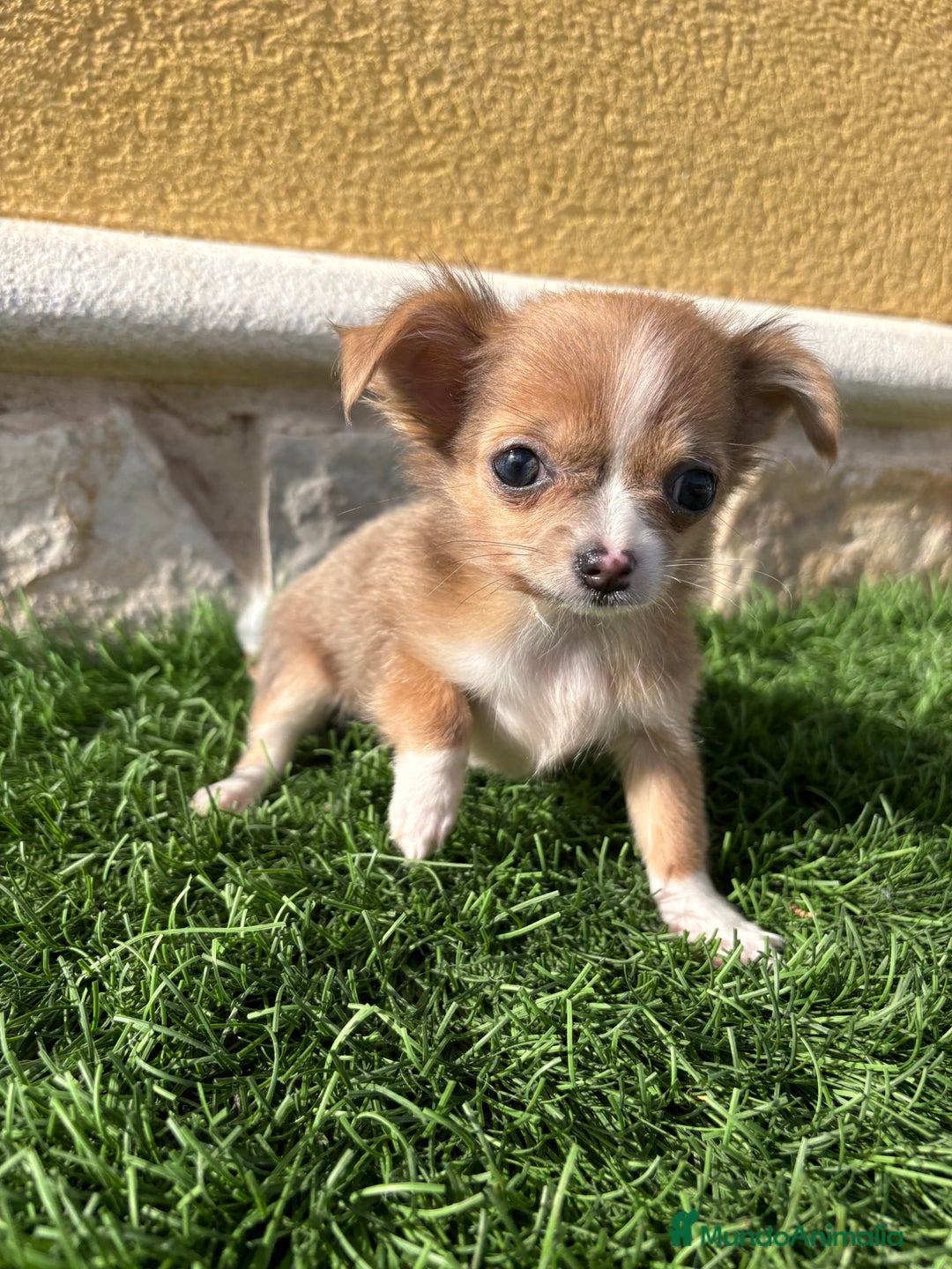Chihuahua perros en venta: Chihuahua mini Toy pelo largo chocolate - Anuncio 2