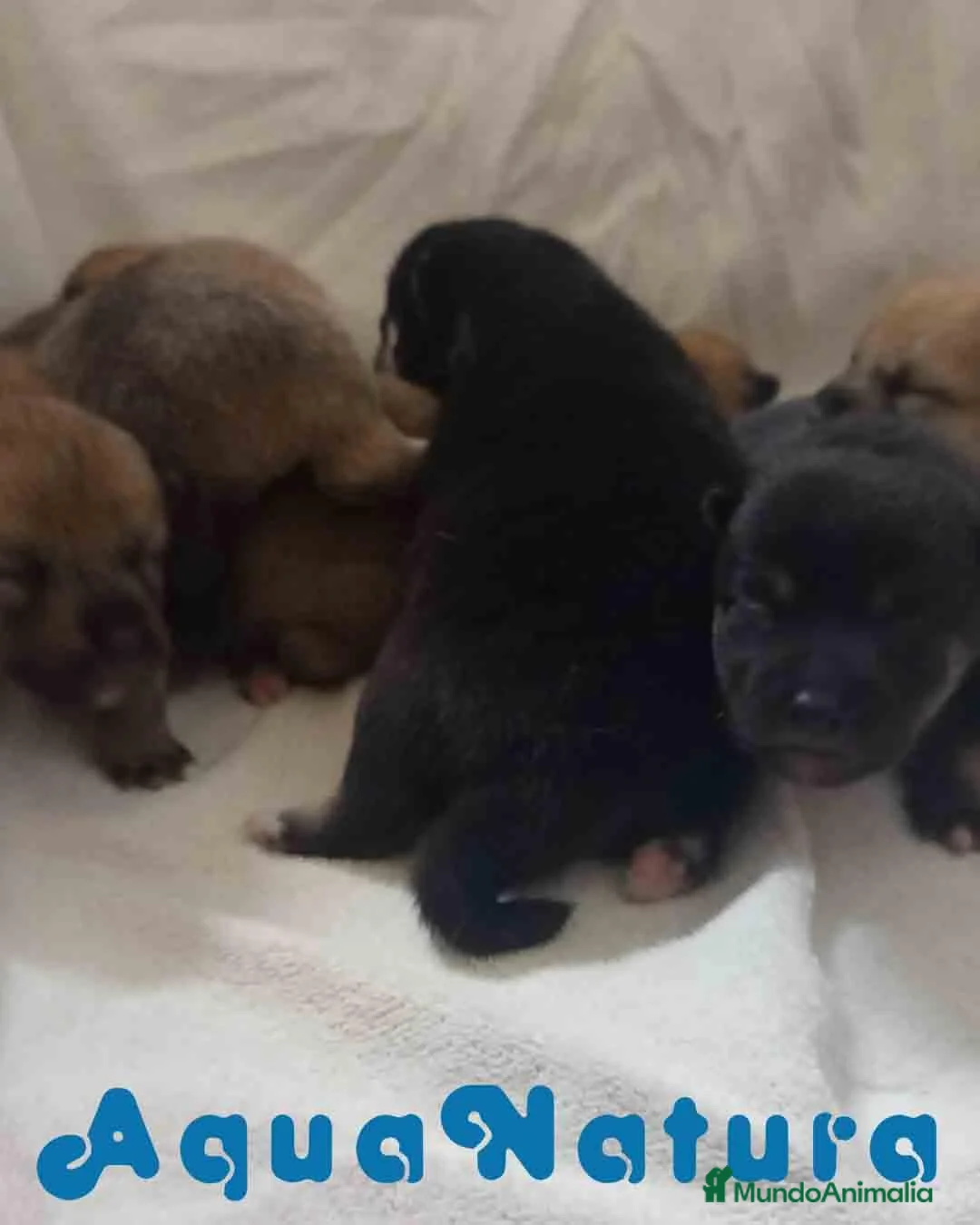Shiba Inu perros en venta: Camada SHIBA INU de Mar y Simbad - AQUANATURA - Anuncio 8